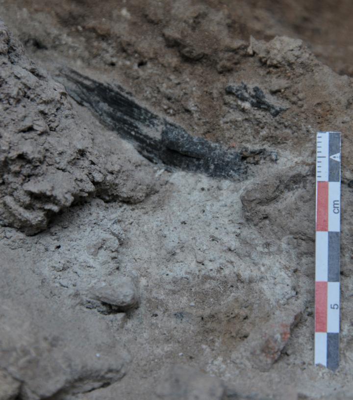 Montane Pine Forests Reached the Northeastern Coast of the Iberian Peninsula 50,000 Years Ago