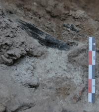 Montane Pine Forests Reached the Northeastern Coast of the Iberian Peninsula 50,000 Years Ago
