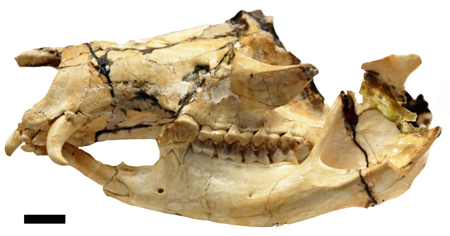 Fanged Kangaroo