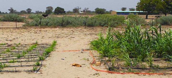 Boosting Food Crops in Africa with a Native Shrub