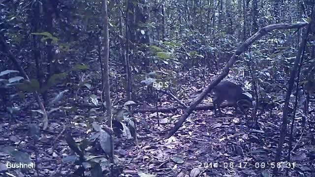 Maxwell's Duiker