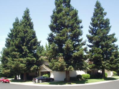 Shade Trees