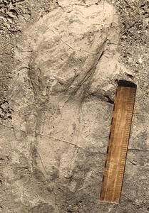 One of the larger hominin footprints