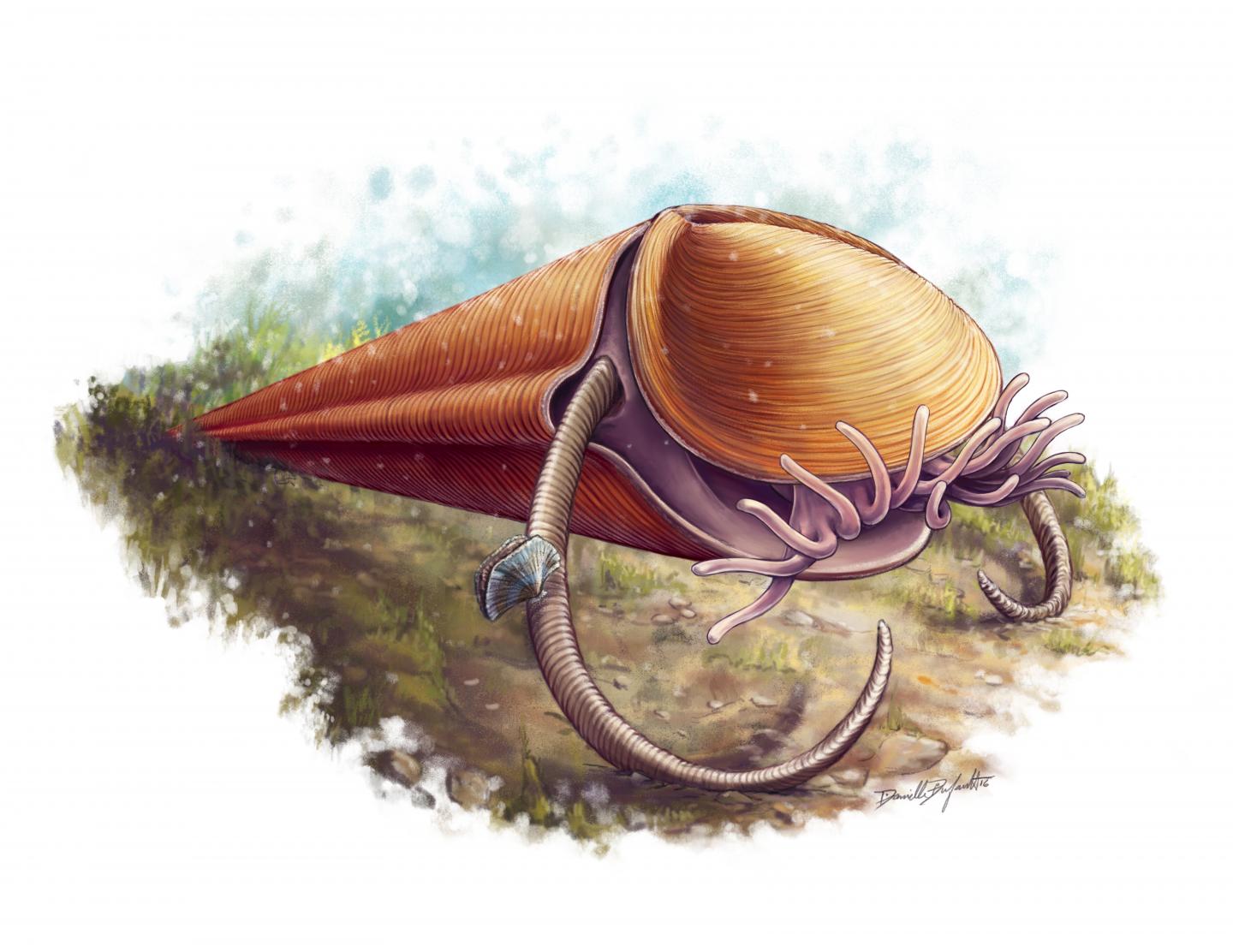 Haplophrentis