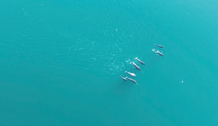 A pod of narwhals swimming at Inglefield Bredning Fjord, Northwest Greenland (Photo by M. Ogawa, August 2024).