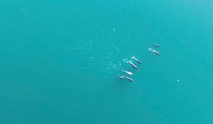 A pod of narwhals swimming at Inglefield Bredning Fjord, Northwest Greenland (Photo by M. Ogawa, August 2024).