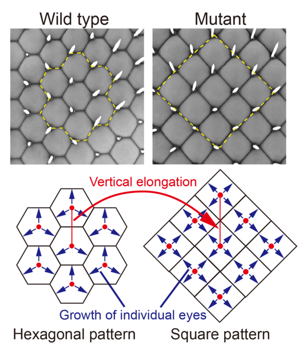 Figure 1. Change from hexagonal to square pattern