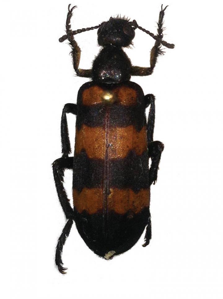 <I>Hycleus marcipoli</I>