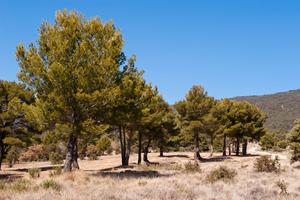 Aleppo Pines