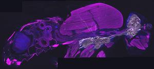Cross-section of an adult fly: