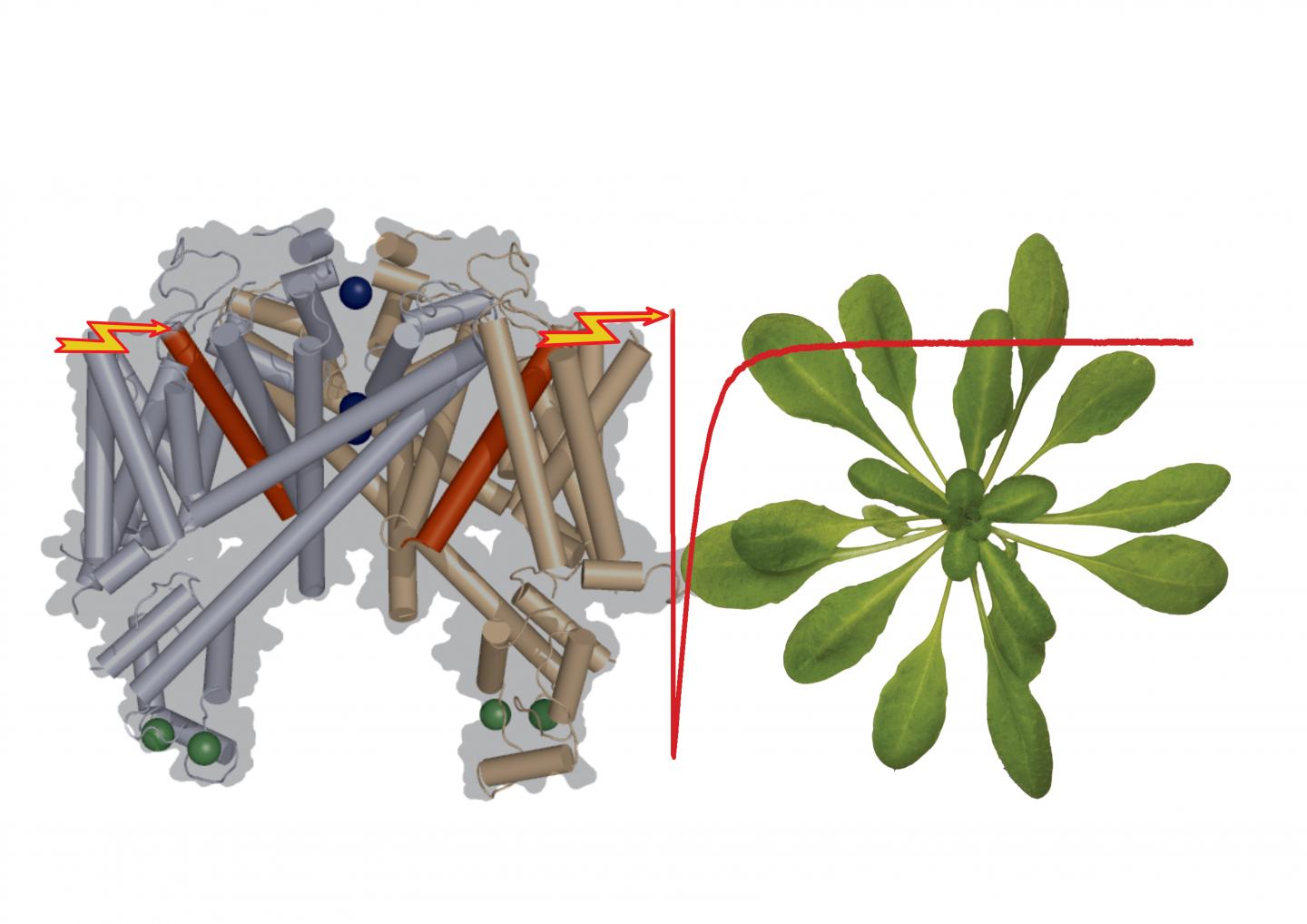 The Functional Potassium Channel TPC1
