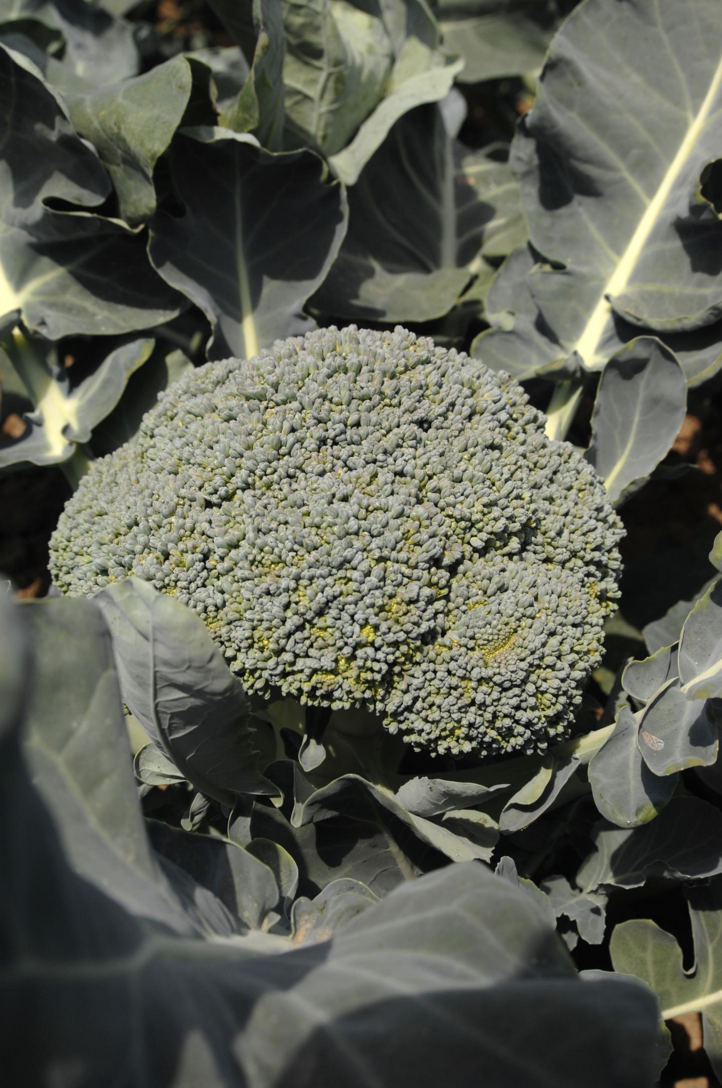Beneforte Broccoli