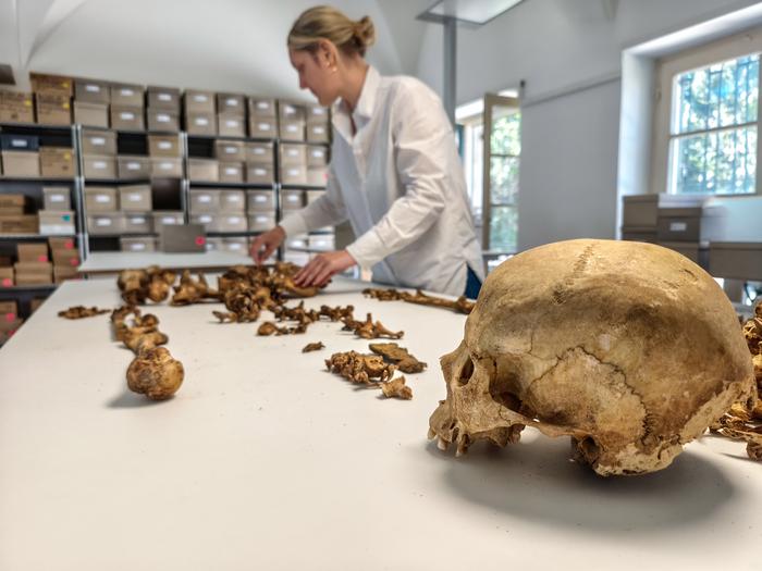 Anthropological analysis of a skeleton
