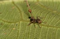 Dead Carpenter Ant (2 of 2)