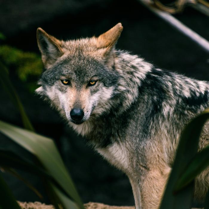 Gray Wolf Diet Composition in California’s Human-Dominated Landscape