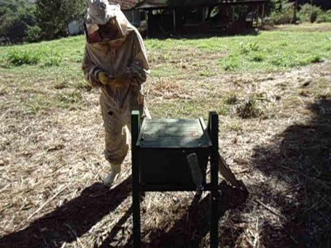 York University Researchers Test Genetics Of African Hybrid Honey Bees