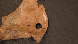 B roll of the scapula of Shanidar A
