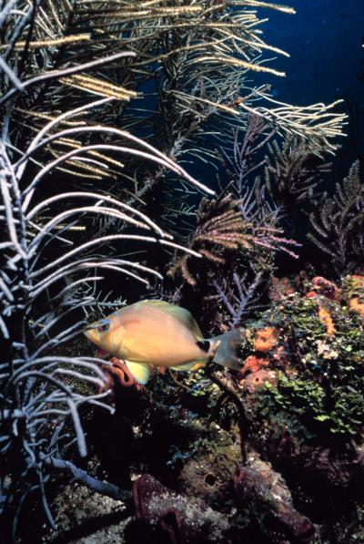 Butter Hamlet Fish