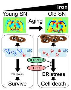 Quantification of iron levels in different ages of the rat SN with MRI