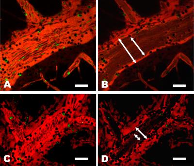 Mouse Postcapillary Venules