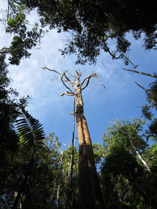 Damaged tree
