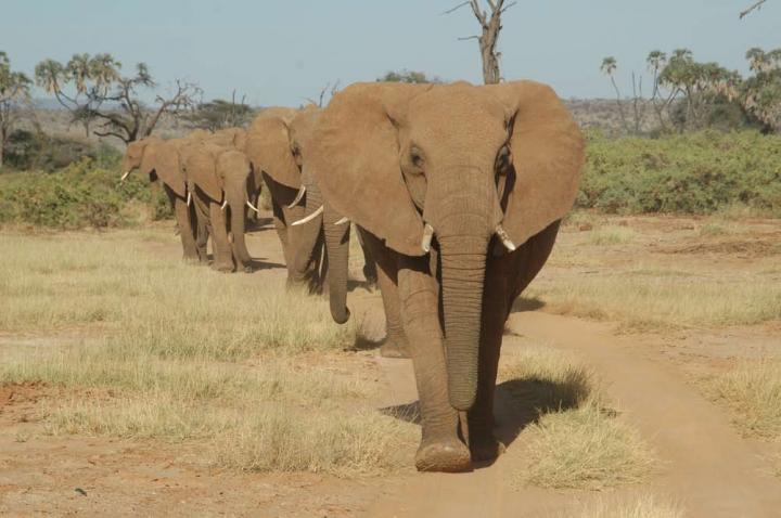 Hardwoods Family of Elephants