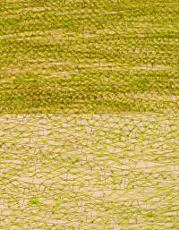 Cell Elongation in Response to Ethylene