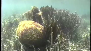 Belize Barrier Reef - 1993 to 2017 and 2019
