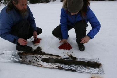 Conifers Survived the Ice Age in Scandinavia (4 of 8)
