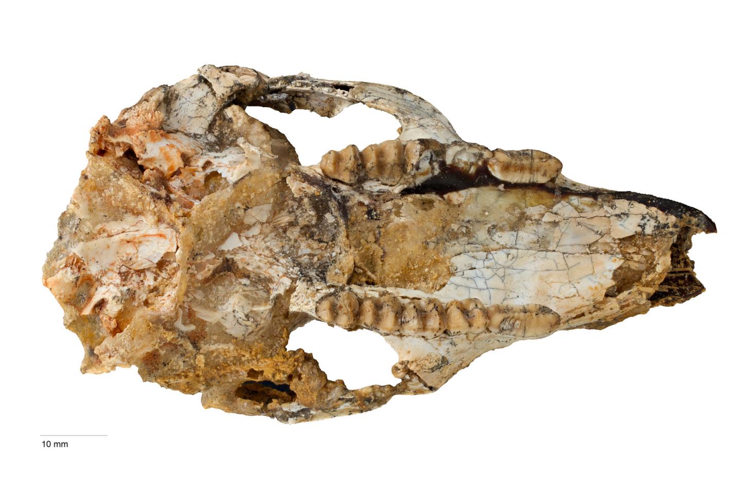 New Species Couldn't Hop, but Outlived its Fanged Kangaroo Contemporaries