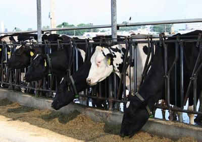 Dairy Operations