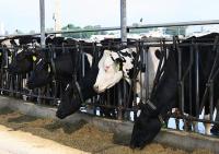 Dairy Operations