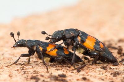 Beetles