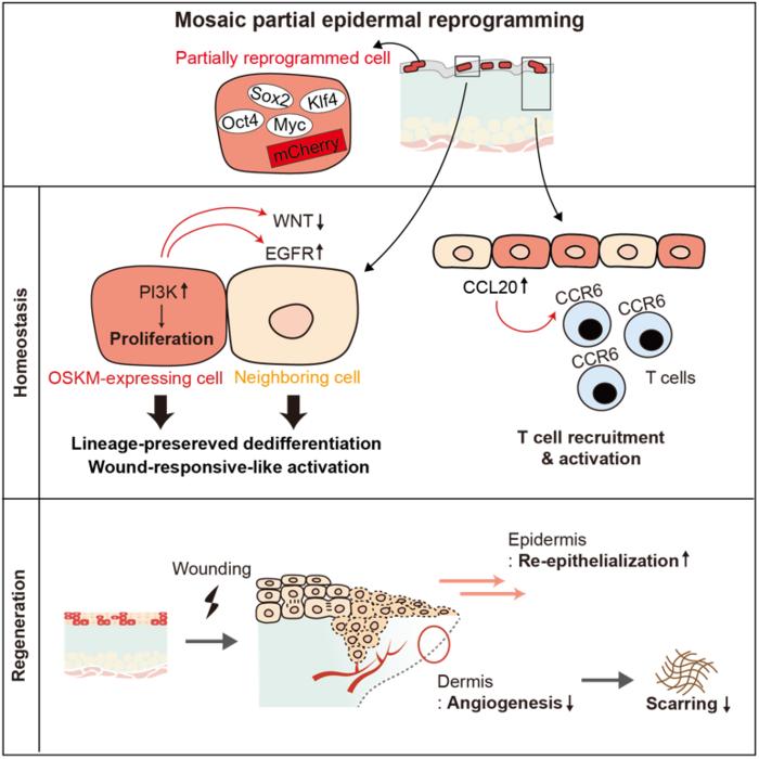 Mosaic partial epidermal reprogramming promotes wound healing by modulating neighboring cells and the tissue microenvironment
