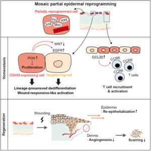 Mosaic partial epidermal reprogramming promotes wound healing by modulating neighboring cells and the tissue microenvironment