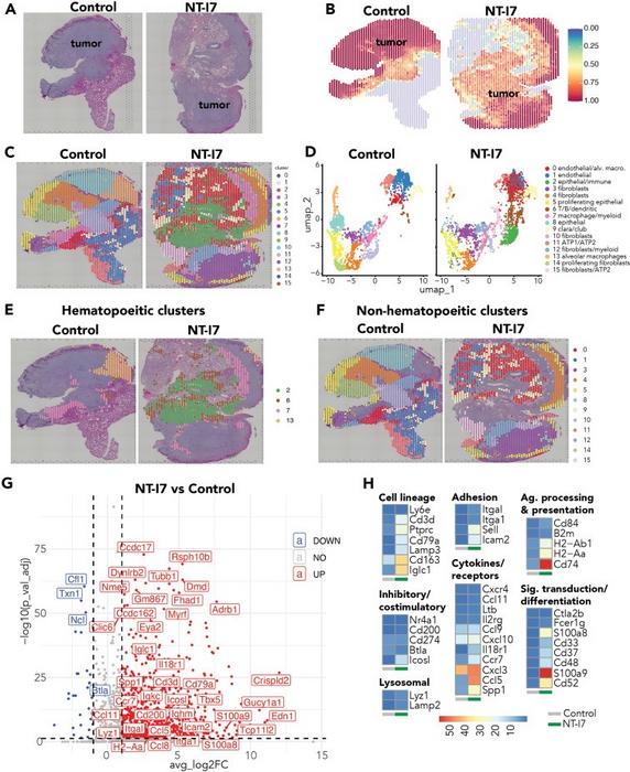 Spatial transcriptomic analyses of tumor samples from control and NT-I7-treated mice.