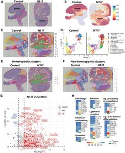 Spatial transcriptomic analyses of tumor samples from control and NT-I7-treated mice.
