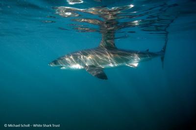 Great White Shark