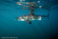 Great White Shark