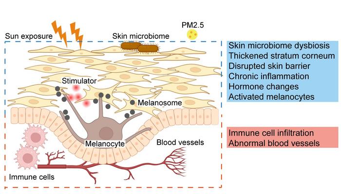HOW THE SKIN PIGMENTED SPOTS ARE REGULATED