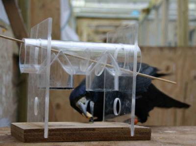 Rook Trap-Tube Test