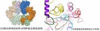 Scientists visualize structure of key DNA repair component with 'near-atomic resolution'