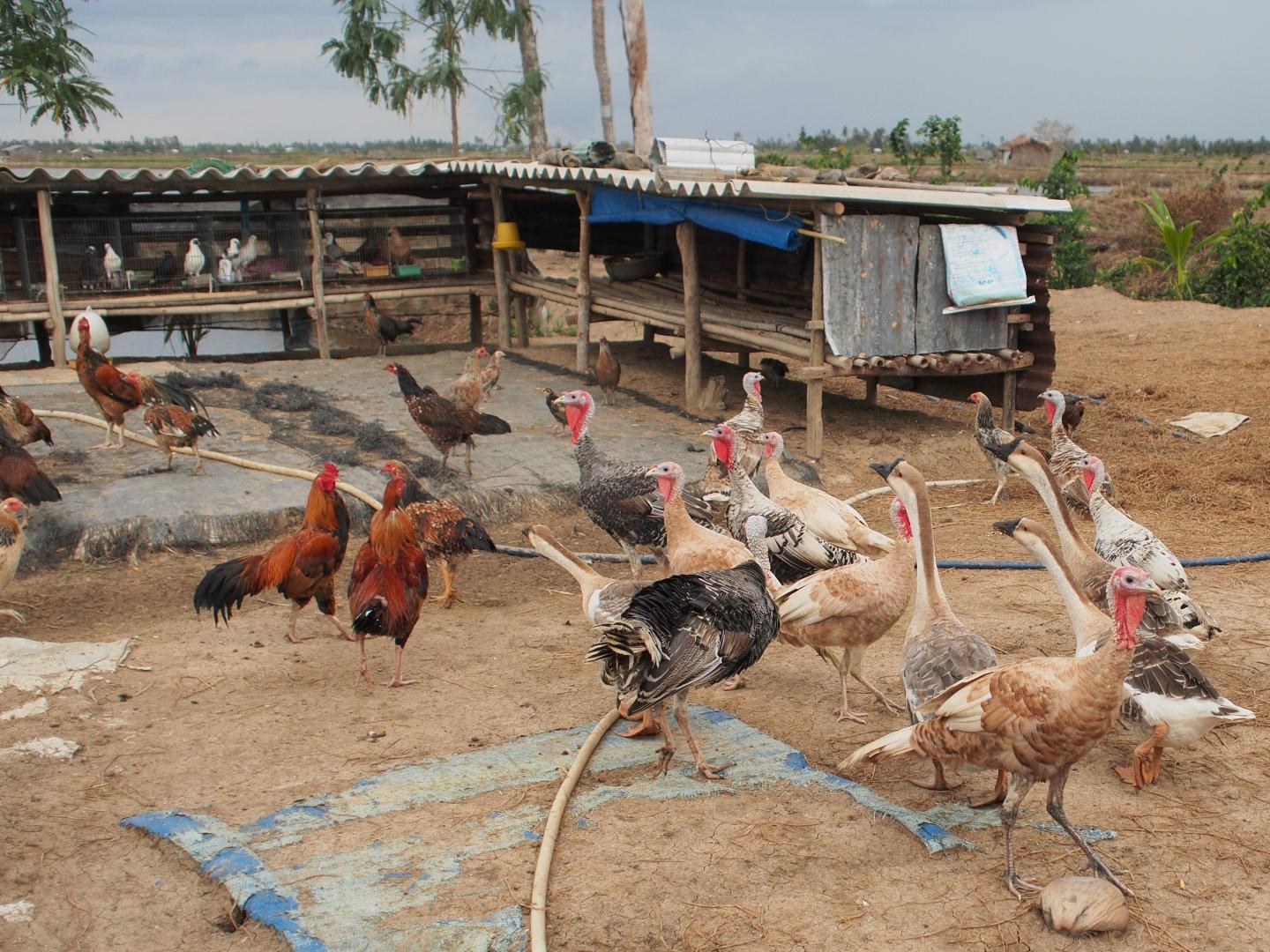Poultry Farm