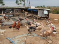Poultry Farm