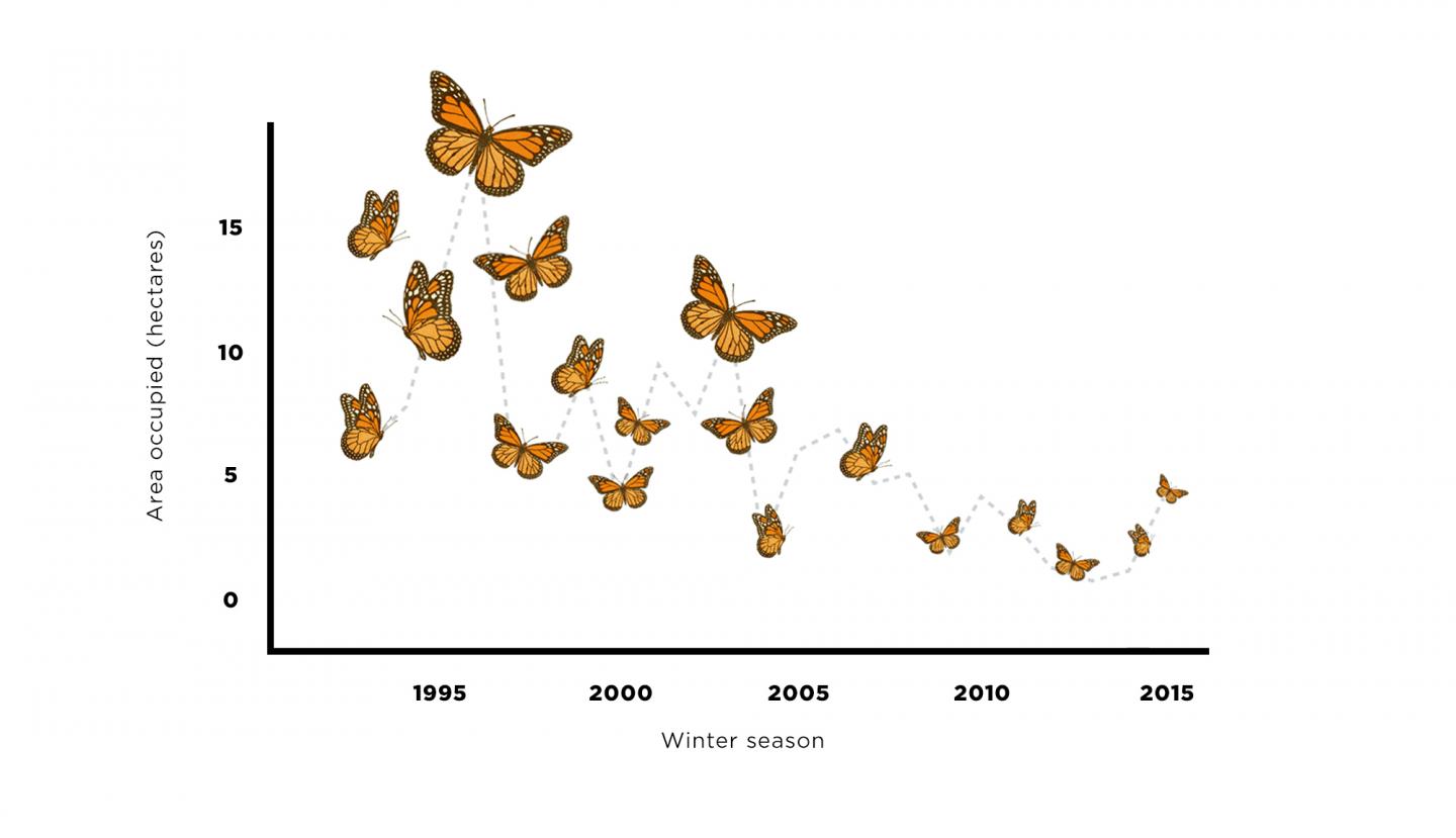 Monarch Butterflies