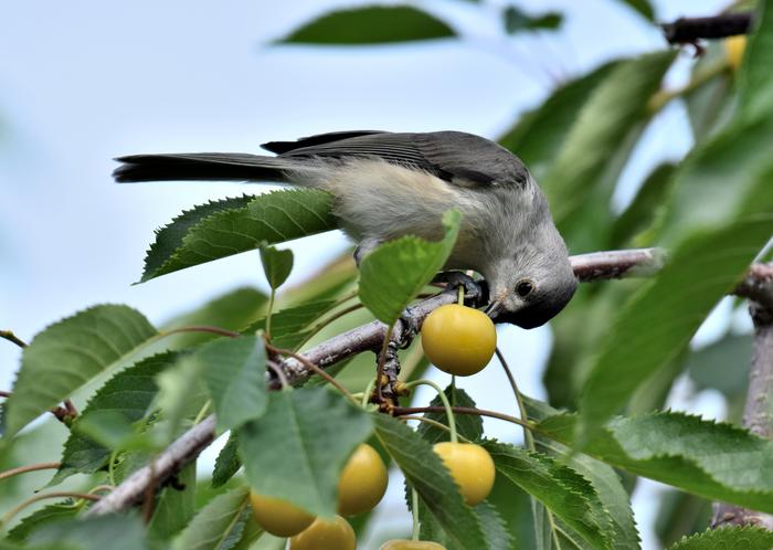 A hungry bird eats a farmer's fruit