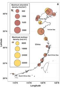Shorebirds concentrate where cultured shellfish concentrations are high