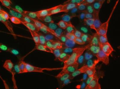 Stem Cells