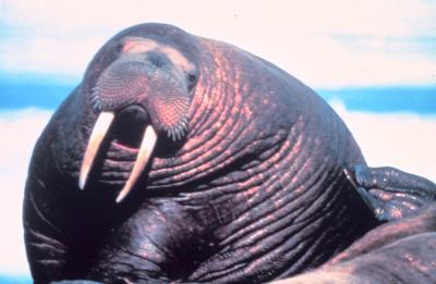 Walrus in Bering Sea, Alaska