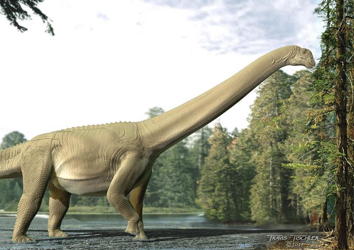 Sauropod feeding